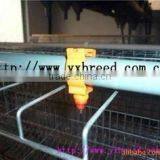 Chicken Drinker thumbnail-1