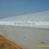 Greenhouse Kenya thumbnail-2