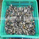 Boiled Variegated Clam Nature Fresh FAO61 thumbnail-2