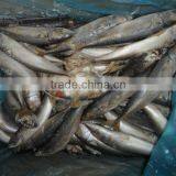 Frozen Mackerel/horse Mackerel for Bait/feeding Use thumbnail-1