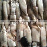 100-200g Frozen Japanese Squid thumbnail-2