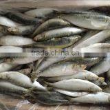 Factory Wholesale Frozen Indian Sardine High Quality thumbnail-6