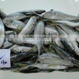 Export Seafood Frozen Horse Mackerel Fish 110-130 thumbnail-1