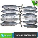 Top Quality Chinese Bonito For Sale thumbnail-6