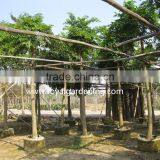 Heteropanax Fragrans (Roxb.) Ornamental Plants thumbnail-3