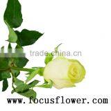 Newest Fresh Cut Roses Happy Valentine Rose Vendela Rose With 0.8_1.2kg/bundle From China Kenya thumbnail-5