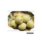 Sell Chinese Ya Pear thumbnail-1