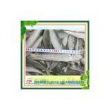 FROZEN HORSE MACKEREL thumbnail-1