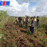 Mature Maket in Africa Tapioca Harvesting Equipment / Tapioca Harvesting Machine MSU1600 thumbnail-5