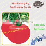 Hot Sale OP Normal Qualiity Tomato Seeds