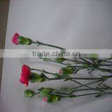 Elegant in Smell Factory Direct High Quality Flower Carnation thumbnail-6