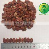 Salted and Roasted Hybrid Watermelon Seed thumbnail-2