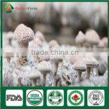 China Supplier of High Yield Shiitake Spawn Culture for Sale thumbnail-3