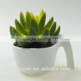 Cheap Small Ceramic Pot Plant for Home Decoration thumbnail-1