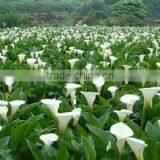 White Calla thumbnail-1