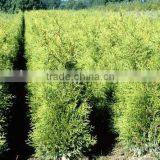 Thuja Brabant Occidentalis.