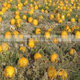 Organic Pumpkin Seed Oil Vegetable Oil thumbnail-5