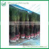Cycas Outdoor Ornamental Plant thumbnail-1