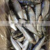 Sardine(Sardinella Longiceps) thumbnail-3