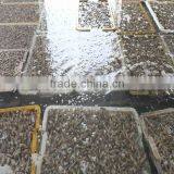 IN SHELL SHORT NECKED CLAM HAVE BRC thumbnail-3