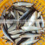 Sardine for Canning thumbnail-2