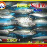 W/R FROZEN ROUND SCAD thumbnail-1