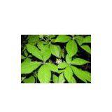 Nettle Root Extract 1% Silic Acid (HPLC),4:1