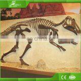 Sichuan OEM Raptor Skeleton Replica for Playground thumbnail-2