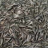 Chinese 2017 Crop Sunflower Seeds on Sale