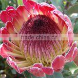 Decorative Cheapest cut protea cynaroides