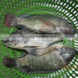 FROZEN WHOLE ROUND TILAPIA thumbnail-1