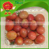 Export Fresh Sweet Cherry Tomato thumbnail-3