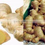 Fresh Ginger High Quality From Vietnam