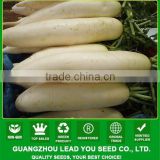 NR131 Caitu hybrid radish seeds guangzhou producer