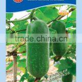 New Variety Zucchini Seeds f1 Seeds