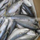 Hiqh Quality Fresh Frozen Pacific Mackerel Fish From Good Factory thumbnail-1