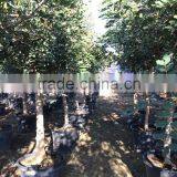 CERATONIA SILIQUA "Carob Tree" thumbnail-5