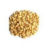Sell Pine Nuts thumbnail-1