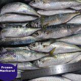 frozen blue round scad mackerel in fish