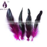 Dyed coque rooster feathers ,plume feathers