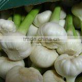 Garlic thumbnail-3