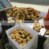 HOT SALE BEST QUALITY FRESH GINGER thumbnail-3