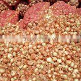 Mesh Bags of Egyptian Onions With Affordable Price thumbnail-1