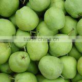 Fresh early su pear juicy su pear with best price for export