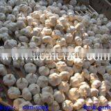 Low China Fresh Garlic Price Hotsell