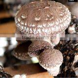 2016 Hot Selling Mushroom Prices,Shitake Mushroom Growing,Mushroom Logs thumbnail-4
