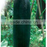 Vegetable Seed Companies Wholesale Seeds Company