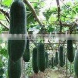 Black Gourd Big Vegetable Seeds High Quality Seeds thumbnail-2