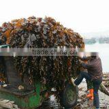 Seaweed Fodder Product Natural Dried Seaweed Flour Kelp Meal Feed Grade thumbnail-3