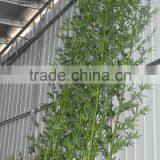 New Style Artificial Bamboo Plant/fake Evergreen Bamboo for Decoration thumbnail-3